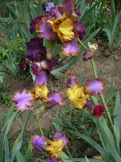 P1260595 - GRADINA 2016-1