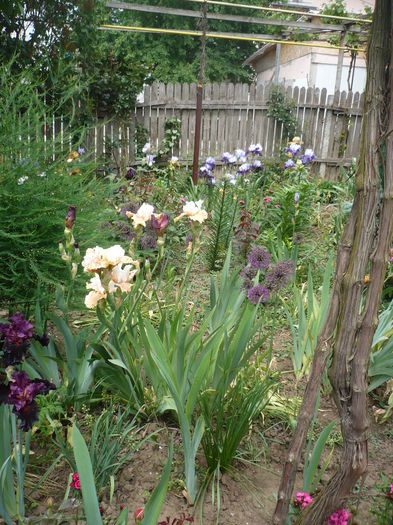 P1260599 - GRADINA 2016-1