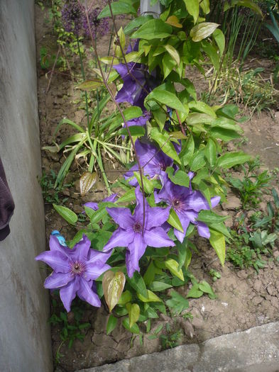 P1260601 - GRADINA 2016-1