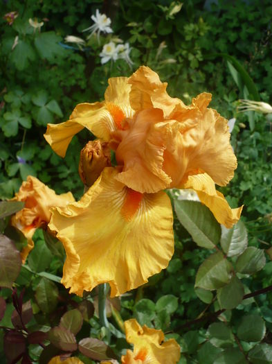 P1260603 - GRADINA 2016-1