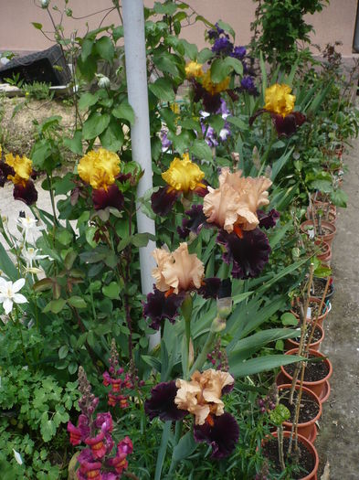 P1260606 - GRADINA 2016-1