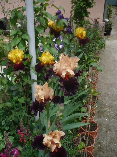 P1260607 - GRADINA 2016-1