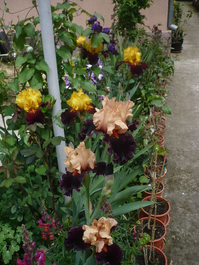 P1260608 - GRADINA 2016-1