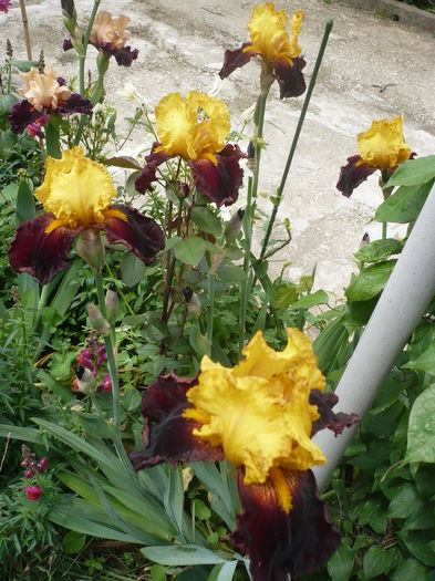 P1260610 - GRADINA 2016-1