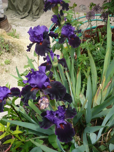 P1260611 - GRADINA 2016-1