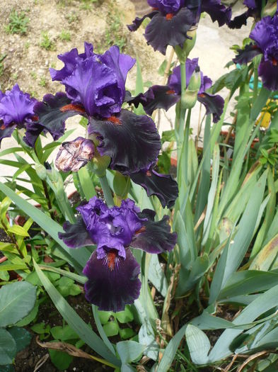 P1260612 - GRADINA 2016-1