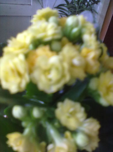 ABCD0014 - flori primite de la fata mea 2016