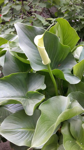 20160512_143959 - mai 2016