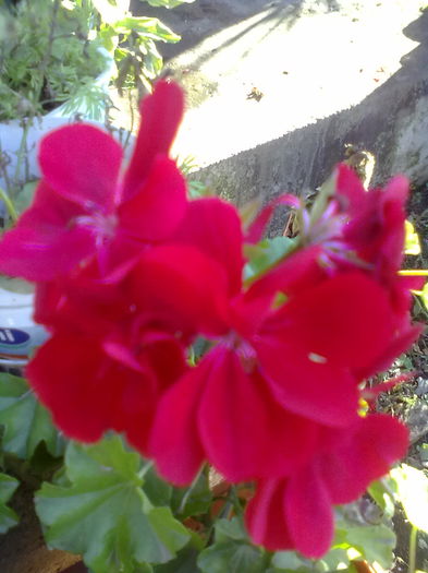 ABCD0013 - muscate 2016