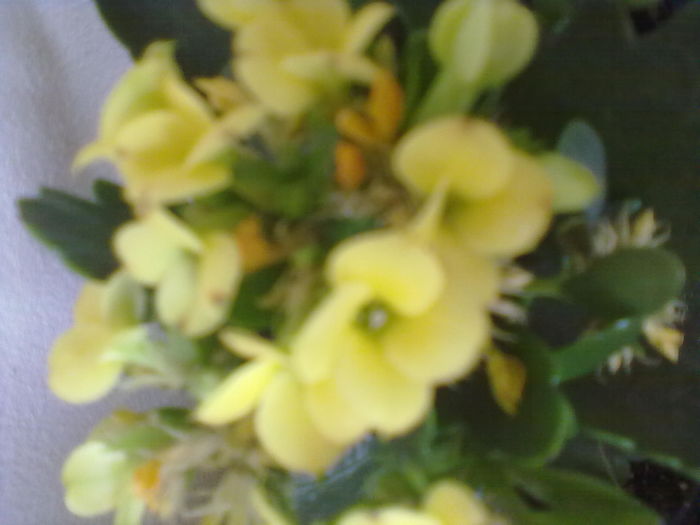 ABCD0017 - flori primite de la fata mea 2016
