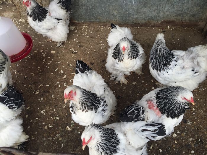 Ca dup%u0103 r%u0103zboi