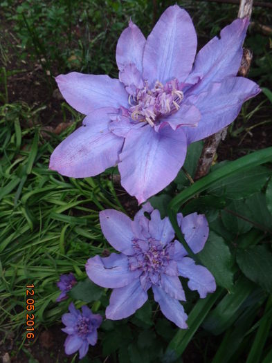  - Clematis