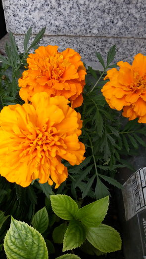 20160509_124244 - mai 2016