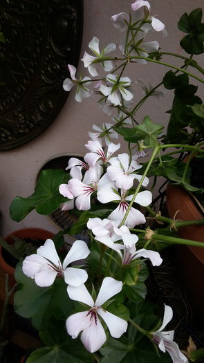 20160508_095103 - mai 2016