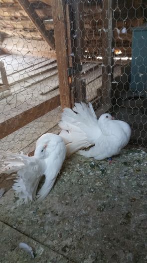 20160428_085919; Mascul 2012....femela 2014
