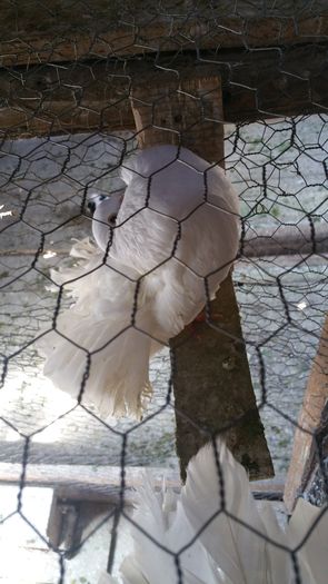 20160506_115515; Femela 2014
