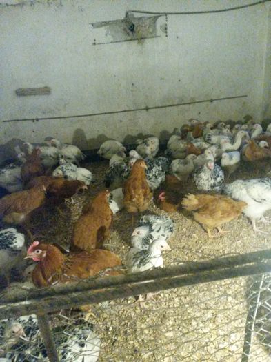 Pui Sussex si New Hampshire