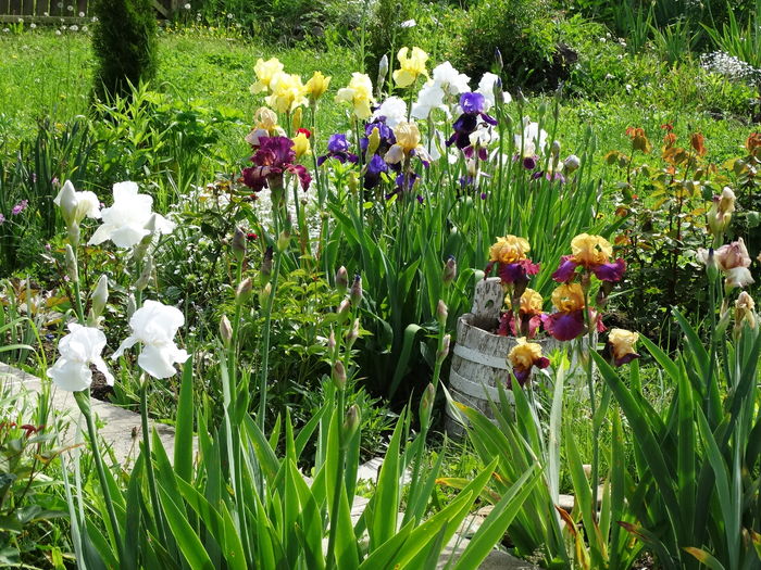 DSC03289 - b-primavara-2016