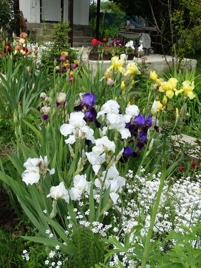 DSC03328 - b-primavara-2016