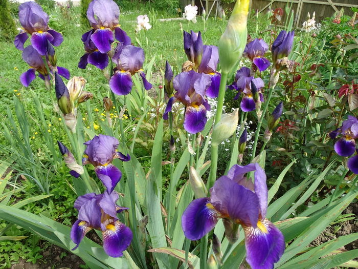 DSC03320 - b-primavara-2016