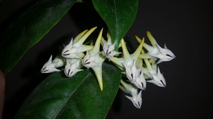 Multiflora - Hoya Colectie - 2016