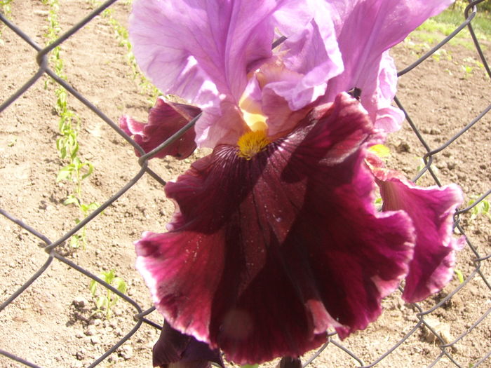 Iris Double agent