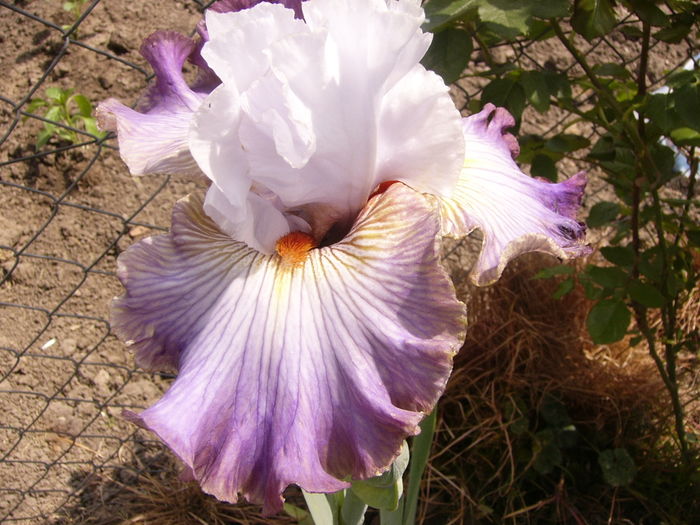 Iris Arthause