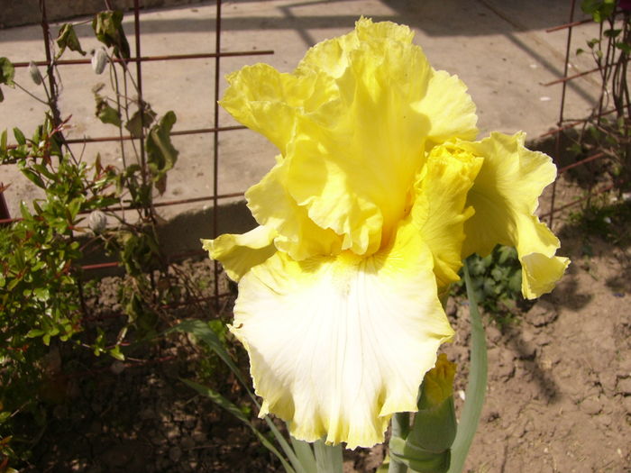 Iris Sunshine and snow