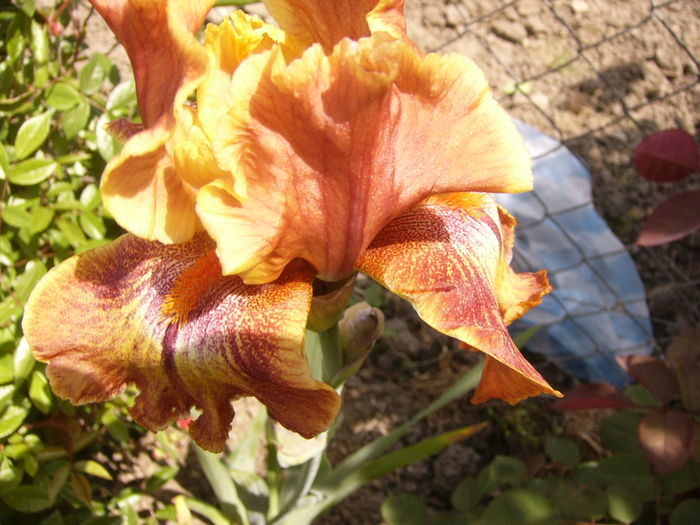 Iris Ruffled copper sunset - ANUL 2016 FLORI II