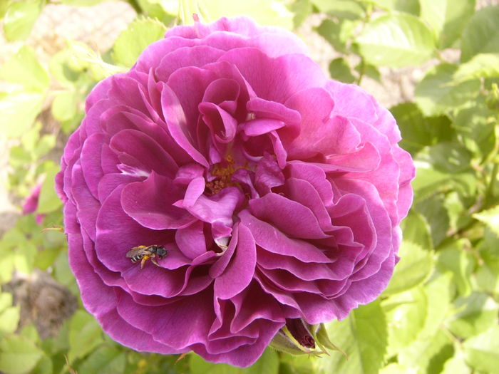 Rosa Minerva - ANUL 2016 FLORI II