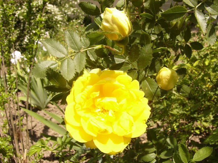 P1260257 - ANUL 2016 FLORI II