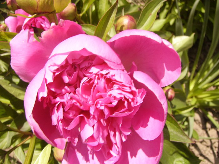 P1260281 - ANUL 2016 FLORI II