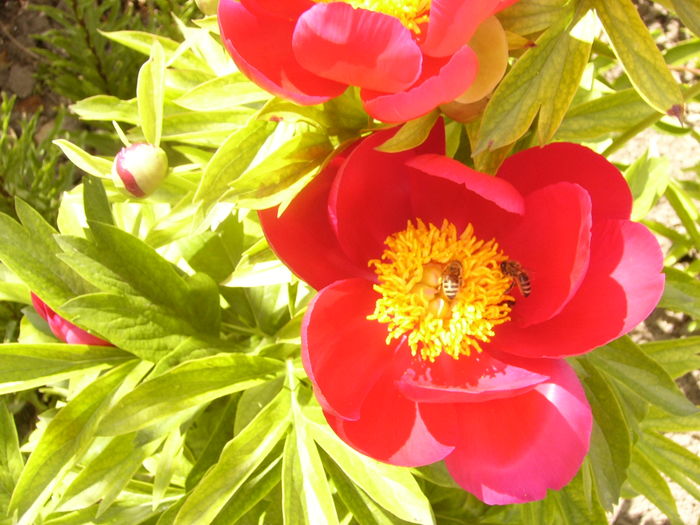 Paeonia Scarlet O,Hara