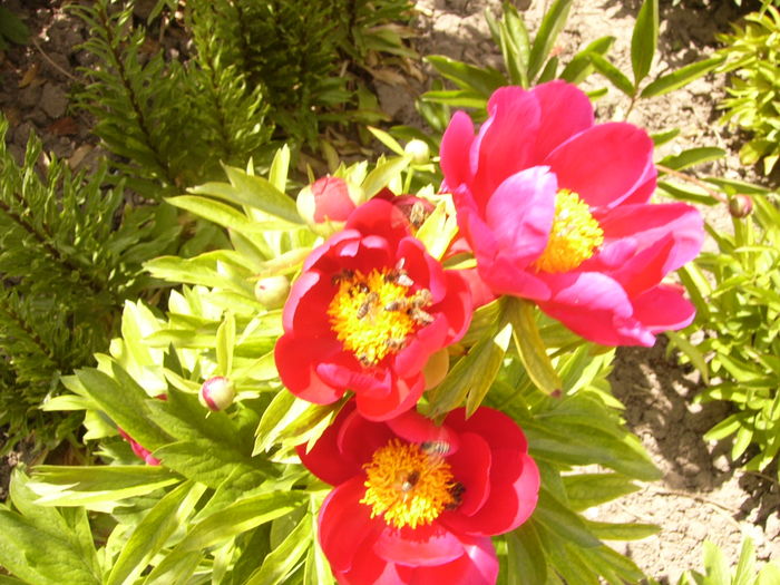 P1260284 - ANUL 2016 FLORI II