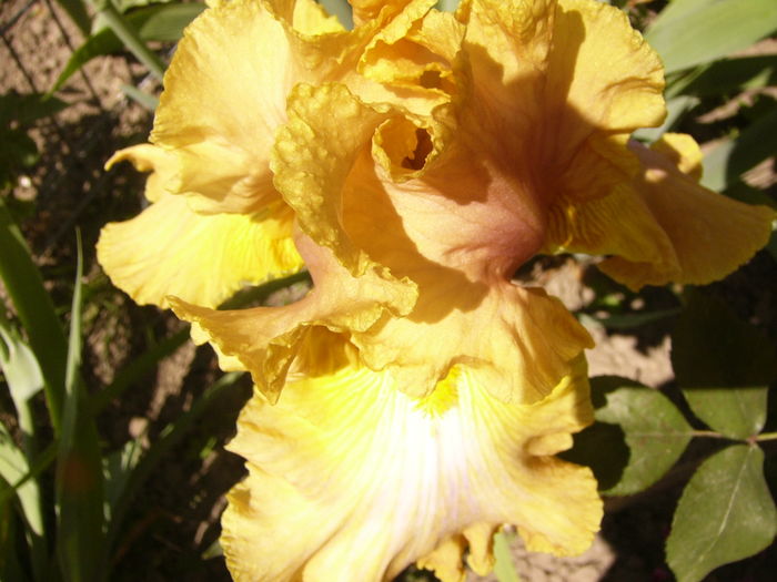 P1260320 - ANUL 2016 FLORI II