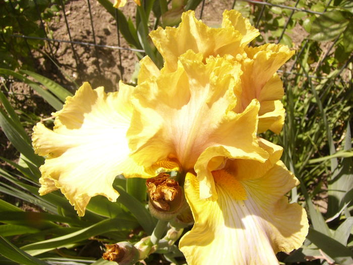 P1260321 - ANUL 2016 FLORI II