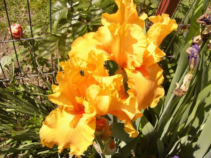 P1260322 - ANUL 2016 FLORI II