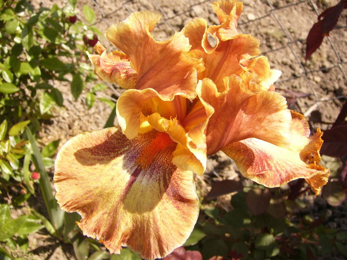 P1260339 - ANUL 2016 FLORI II