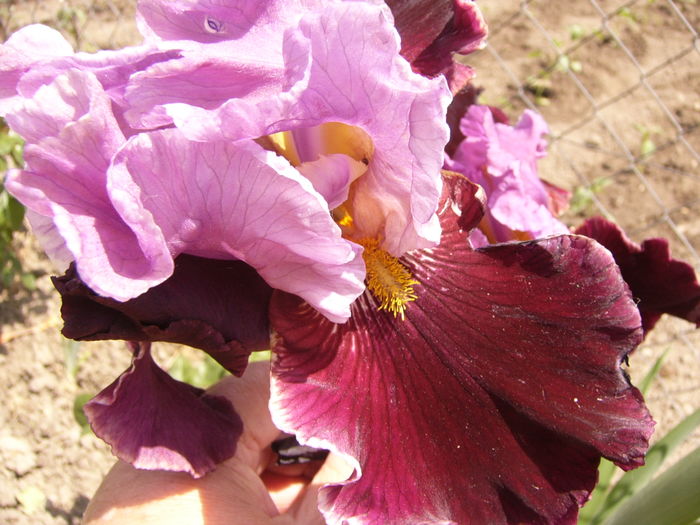 Iris Double Agent - ANUL 2016 FLORI II