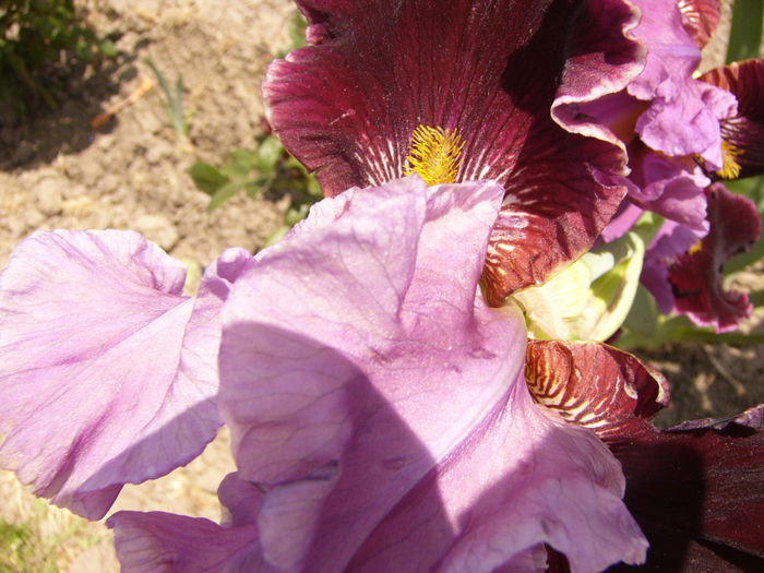 P1260350 - ANUL 2016 FLORI II