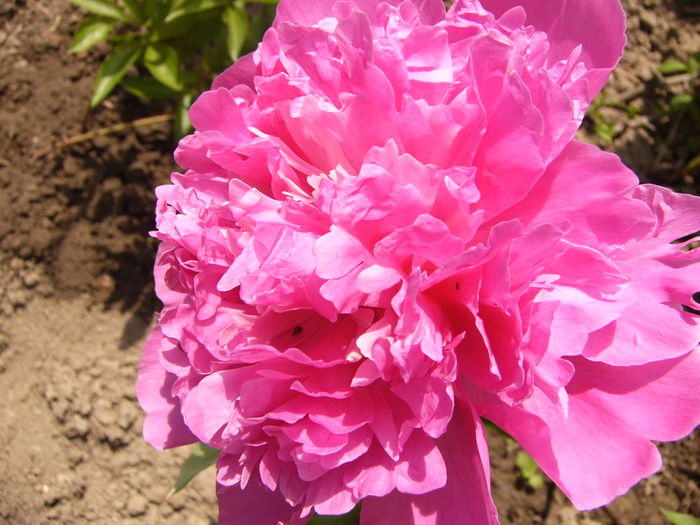 P1260363 - ANUL 2016 FLORI II