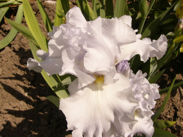 P1260374 - ANUL 2016 FLORI II