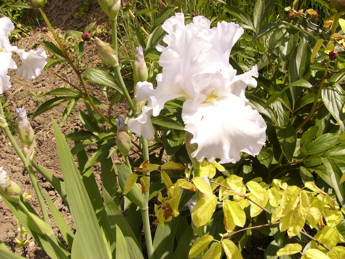 P1260377 - ANUL 2016 FLORI II