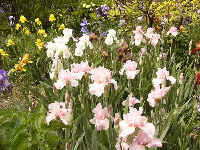 P1260388 - ANUL 2016 FLORI II