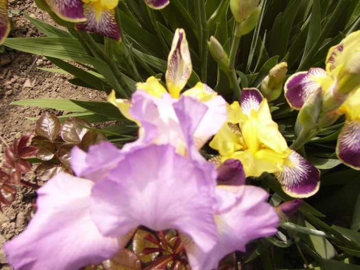 P1260390 - ANUL 2016 FLORI II