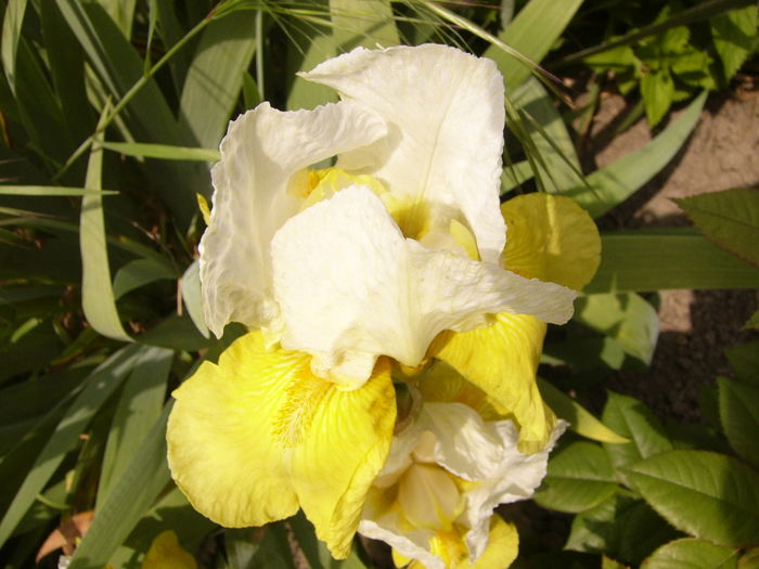 Iris Glacier Gold - ANUL 2016 FLORI II