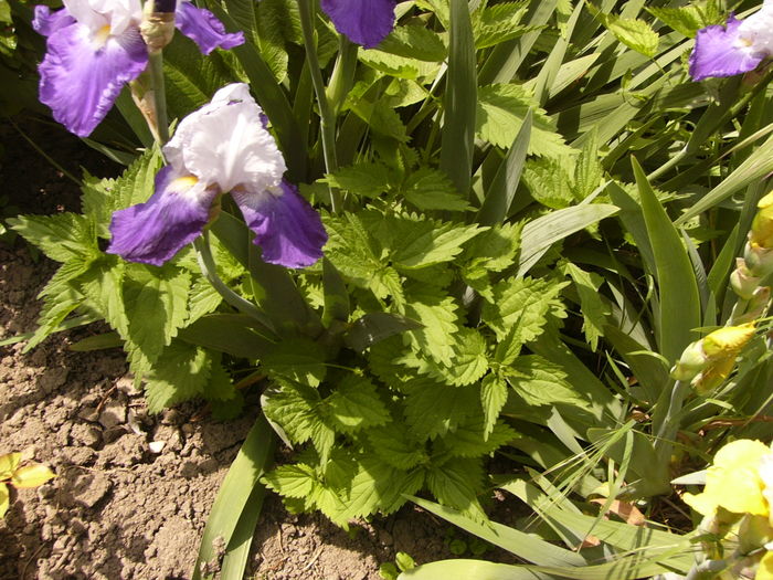 P1260397 - ANUL 2016 FLORI II