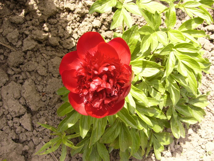 Paeonia Red Charm - ANUL 2016 FLORI II