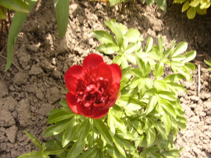 P1260400 - ANUL 2016 FLORI II