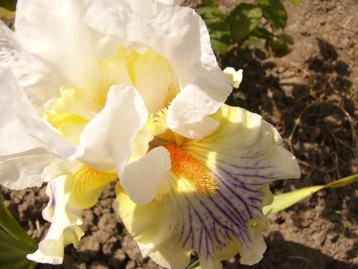 Iris Expose - ANUL 2016 FLORI II